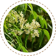 Neem