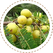 Amla
