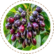 Jamun