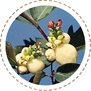 Flavonoids