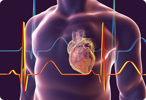 Promotes Better Heart Function