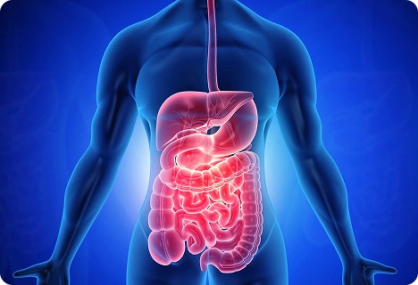 Supports Digestion