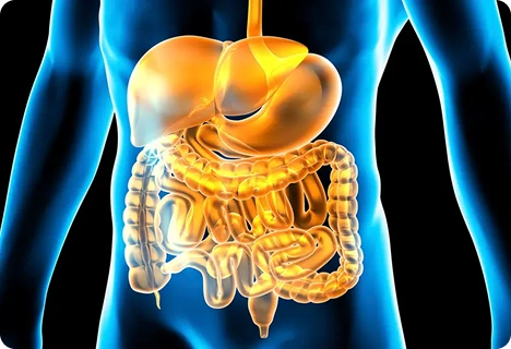 Healthy Digestion