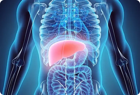 Liver Detox Support