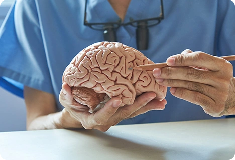 Brain & Memory Nourishment