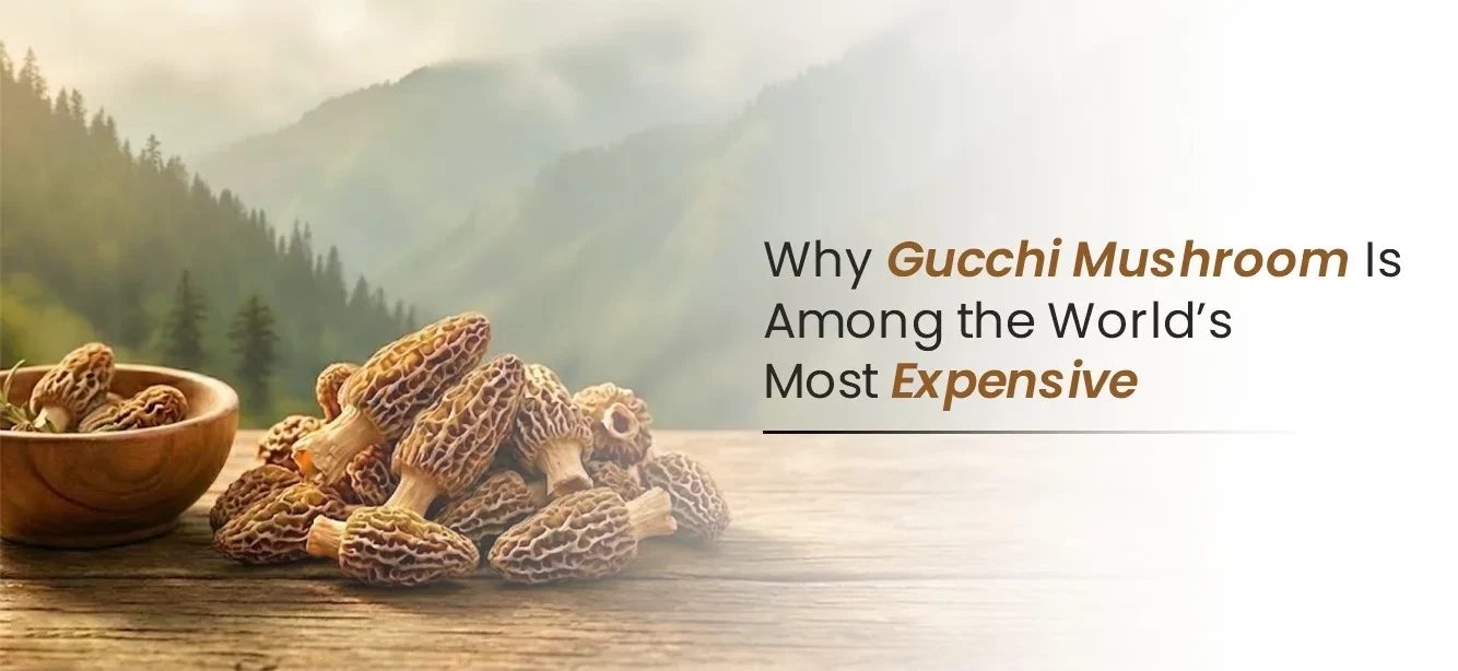 Why Gucchi Mushroom Is One of the World’s Most Expensive Mushrooms