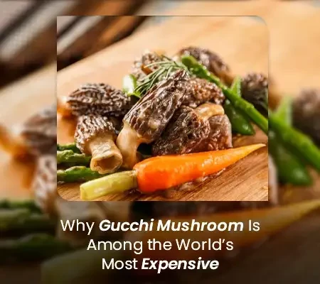 Why Gucchi Mushroom Is One of the World’s Most Expensive Mushrooms