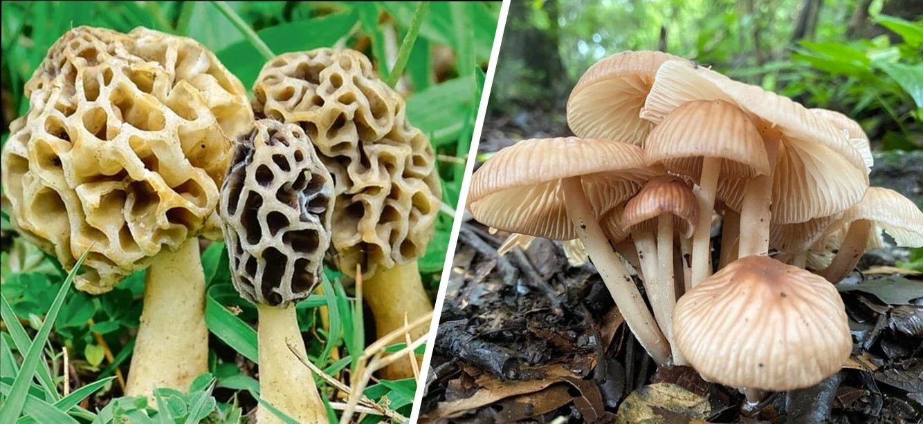 Gucchi Mushrooms vs. Regular Mushrooms: What Makes Them So Special?